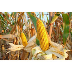 Семена кукурузы "Монблан", фр. экстра, ФАО-320